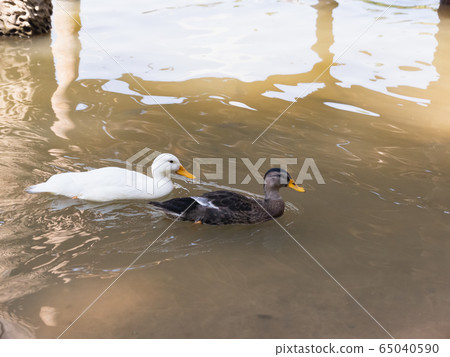 duck swimming on the river, animals concept 65040590