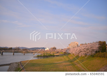 Cherry blossoms at sunset (Yoshino Yoshino) Cherry blossoms at sunset (Yoshino Yoshino) 65040591