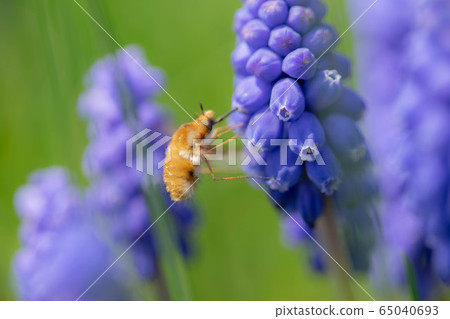 穆斯卡里6758 65040693