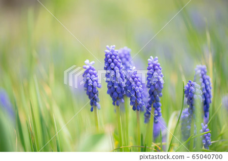 Muscari 6619 Muscari 6619 65040700