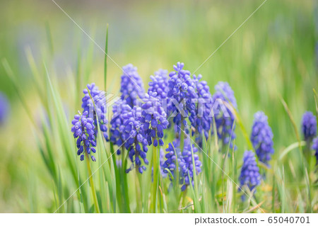 Muscari 6608 Muscari 6608 65040701