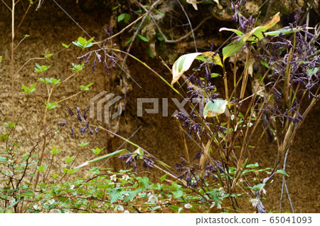 Bamboo bamboo flowers Bamboo bamboo flowers 65041093