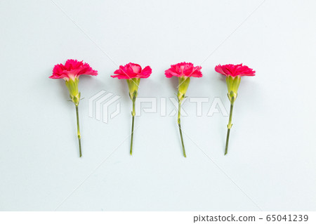 Pink spray carnation flowers on sky blue background. Floral composition, flat lay, top view, copy space 65041239