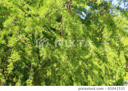 Branches of larch with fresh leaves Branches of larch with fresh leaves 65041535