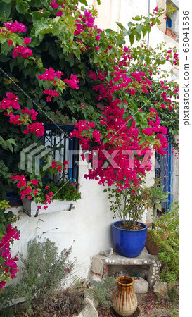 Beautiful bougainvillea bush and decoration at the mediterranean style house 65041536