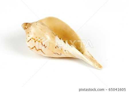 conch cockleshell 65041605