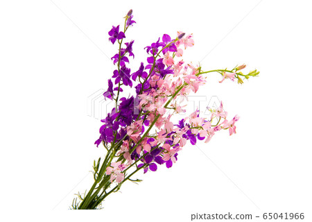 Wild flowers isolated Wild flowers isolated 65041966