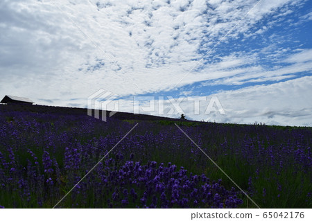 lavender 65042176