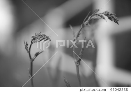 Sorrel 7069 65042288