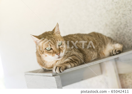 tabby cat sit tabby cat sit 65042411