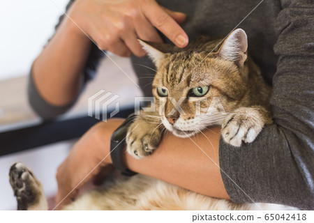 fat tabby cat fat tabby cat 65042418