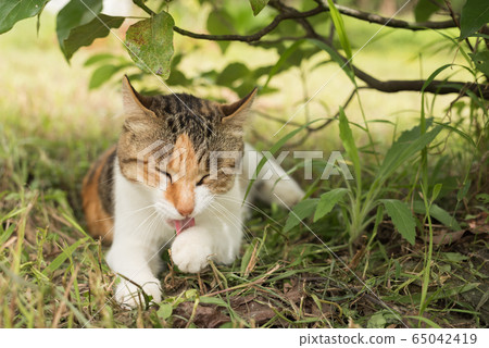 cat sleep under the tree cat sleep under the tree 65042419