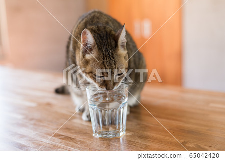 cat drink water cat drink water 65042420