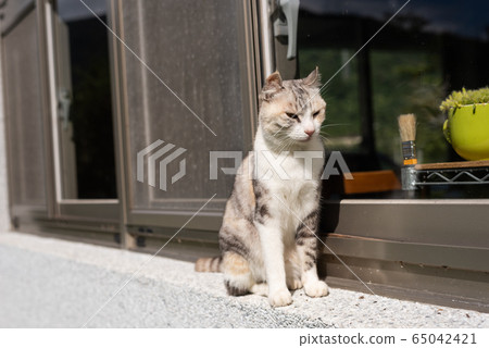 cat stand near the window cat stand near the window 65042421