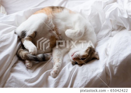 yellow cat sleep on bed in odd pose yellow cat sleep on bed in odd pose 65042422