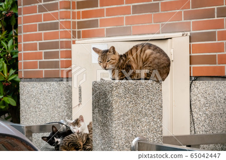 young stray cat with her brothers and mother young stray cat with her brothers and mother 65042447