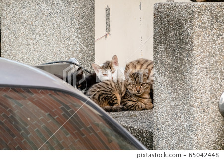 young stray cat with her brothers 65042448
