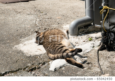 lazy tabby cat sleep on a ground lazy tabby cat sleep on a ground 65042450