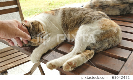 touch sleeping cat touch sleeping cat 65042451