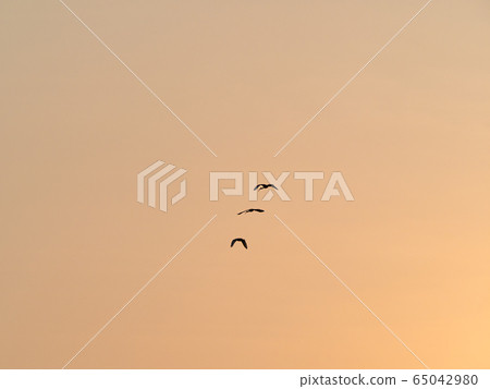 Silhouetted Birds Flying in the Sunset Sky Silhouetted Birds Flying in the Sunset Sky 65042980