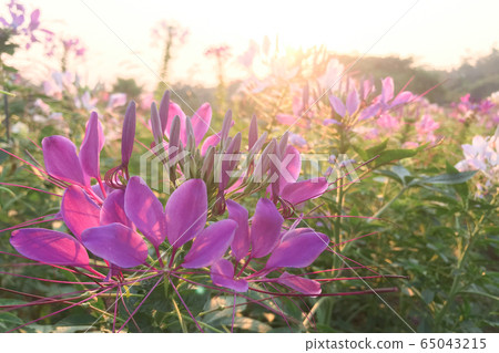 Pink Cleome hassleriana flower in the garden Pink Cleome hassleriana flower in the garden 65043215