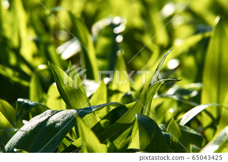 Photo of green wild garlic leaves with dew drops 65043425