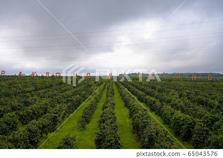 view of coffee plantation with dramatic clouds sky view of coffee plantation with dramatic clouds sky 65043576
