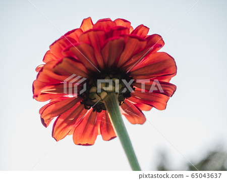 Early spring flowers on a grass background 65043637