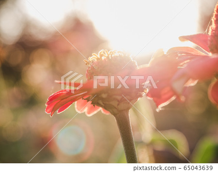Early spring flowers on a grass background Early spring flowers on a grass background 65043639