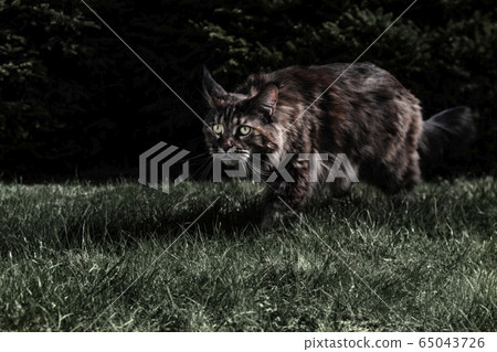 Maine Coon cat is hunting.  65043726