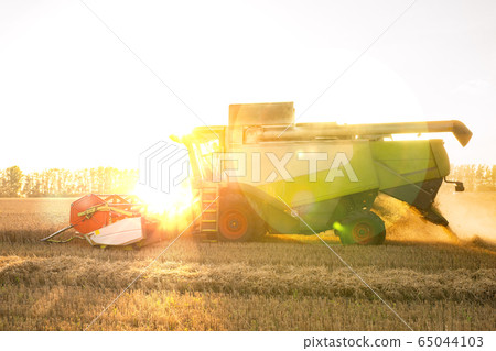 Combine harvester harvests ripe wheat. Ripe ears of gold field on the sunset cloudy orange sky background. . Concept of a rich harvest. Agriculture image 65044103