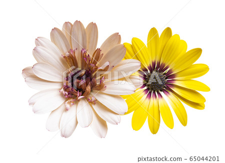 Osteospermum flowers isolated Osteospermum flowers isolated 65044201