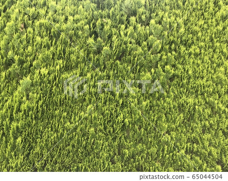 東綠色 東綠色 65044504