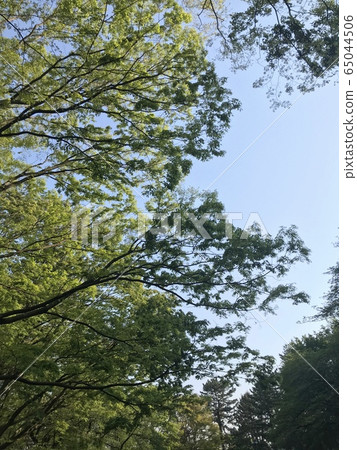 樹木天空陽光 65044506