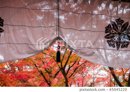 Beautiful colorful maple leaves in Eikando temple 65045220