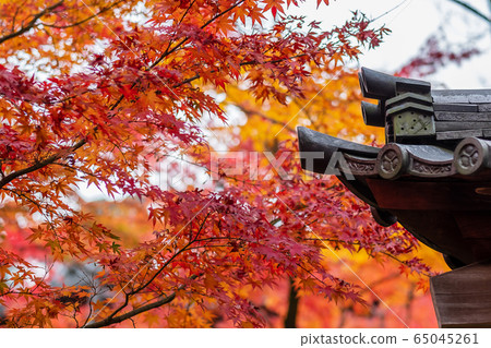 Japanese roof with colorful leaves in the garden, 65045261