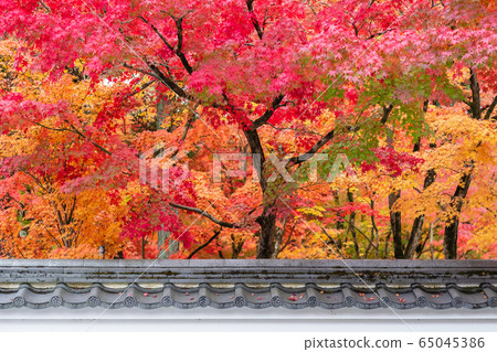 Japanese roof with colorful leaves in the garden, 65045386