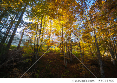 Trees in autumn season background. Autumn Trees in autumn season background. Autumn 65045700