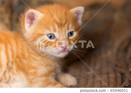 homeless little fluffy gray kitten with blue eyes homeless little fluffy gray kitten with blue eyes 65046051