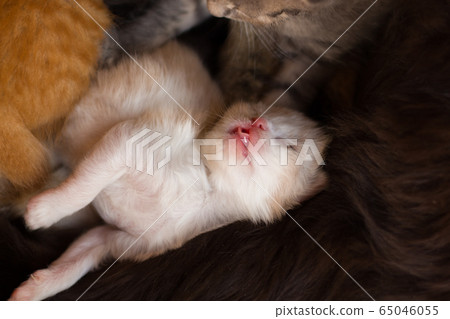 homeless little fluffy gray kitten with blue eyes homeless little fluffy gray kitten with blue eyes 65046055