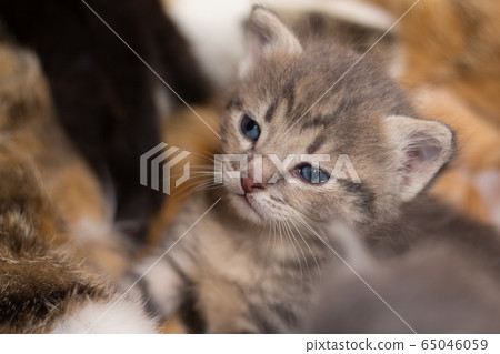 homeless little fluffy gray kitten with blue eyes homeless little fluffy gray kitten with blue eyes 65046059