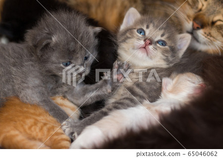 homeless little fluffy gray kitten with blue eyes homeless little fluffy gray kitten with blue eyes 65046062