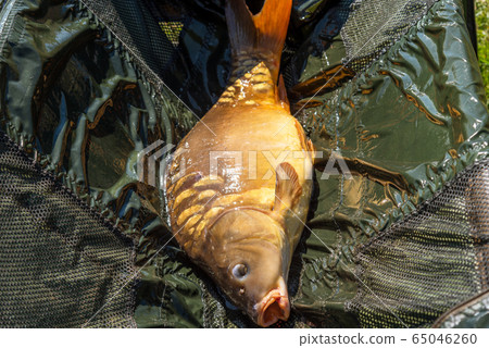 The Carp. Cyprinus Carpio in detail. 65046260