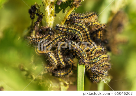 Moth Caterpillars Eating Leaf of Mulberry Tree. 65046262