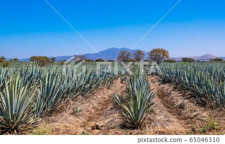 Blue Agave field in Tequila, Jalisco, Mexico Blue Agave field in Tequila, Jalisco, Mexico 65046310