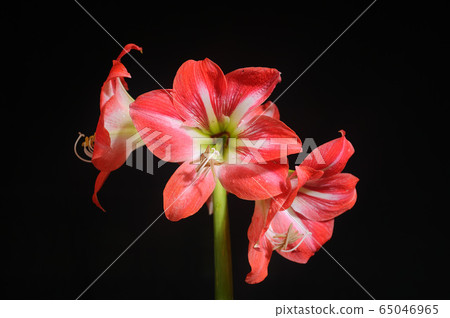百合花 百合花 65046965