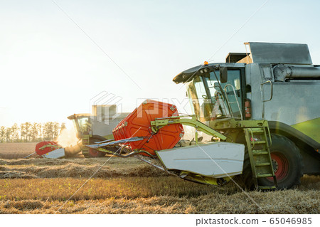 Combine harvester harvests ripe wheat. Ripe ears of gold field on the sunset cloudy orange sky background. . Concept of a rich harvest. Agriculture image 65046985