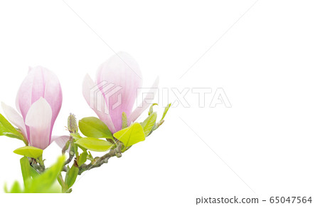 Pink magnolia flowers isolated on white Pink magnolia flowers isolated on white 65047564
