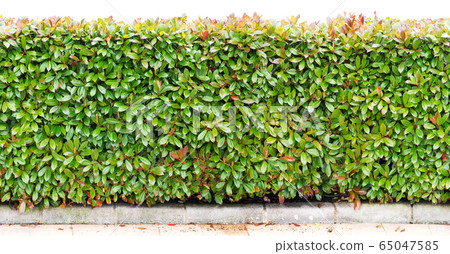 Photinia fraseri bush hedge Photinia fraseri bush hedge 65047585