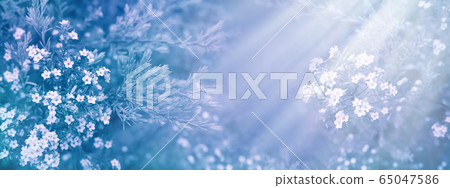 Small white diosma flowers blurred long background Small white diosma flowers blurred long background 65047586